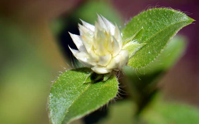 Gomphrena nitida, Pearly Globe Amaranth, Southwest Desert Flora